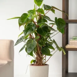 Grøn stueplante - Philodendron 'Red Emerald' - Højde 70-80 cm - Potte 19 cm