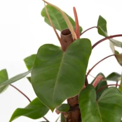 Grøn stueplante - Philodendron 'Red Emerald' - Højde 70-80 cm - Potte 19 cm