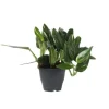 Grøn stueplante - Philodendron 'Cobra' - Højde 55-65 cm - Potte 19 cm