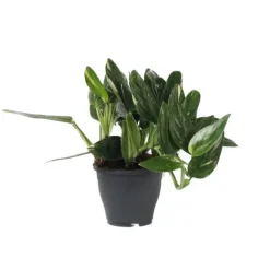 Grøn stueplante - Philodendron 'Cobra' - Højde 55-65 cm - Potte 19 cm