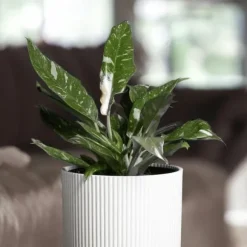 Grøn stueplante - Philodendron 'Cobra' - Højde 55-65 cm - Potte 19 cm
