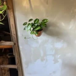 Grøn stueplante - Philodendron 'Cobra' - Højde 55-65 cm - Potte 19 cm