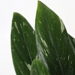 Grøn stueplante - Philodendron 'Cobra' - Højde 55-65 cm - Potte 19 cm