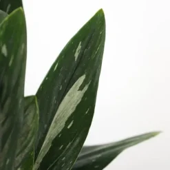 Grøn stueplante - Philodendron 'Cobra' - Højde 55-65 cm - Potte 19 cm