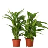 Grøn to - Sæt med 2 - Spathiphyllum, Dypsis lutescens - Højde 60-75cm - ⌀17cm