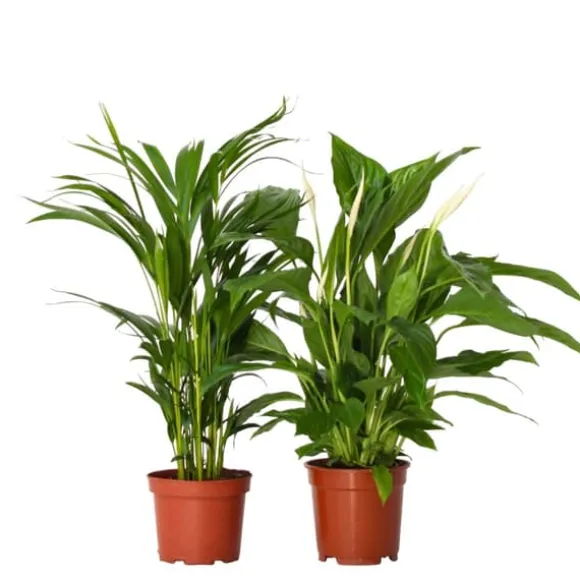 Grøn to - Sæt med 2 - Spathiphyllum, Dypsis lutescens - Højde 60-75cm - ⌀17cm
