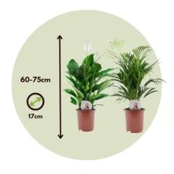 Grøn to - Sæt med 2 - Spathiphyllum, Dypsis lutescens - Højde 60-75cm - ⌀17cm