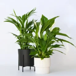 Grøn to - Sæt med 2 - Spathiphyllum, Dypsis lutescens - Højde 60-75cm - ⌀17cm