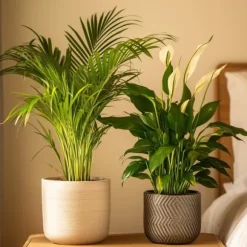 Grøn to - Sæt med 2 - Spathiphyllum, Dypsis lutescens - Højde 60-75cm - ⌀17cm