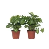 Gåsefod - Sæt med 2 - Syngonium podophyllum 'Pixie' - Højde 25-40cm - ⌀12cm