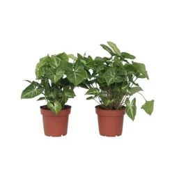 Gåsefod - Sæt med 2 - Syngonium podophyllum 'Pixie' - Højde 25-40cm - ⌀12cm