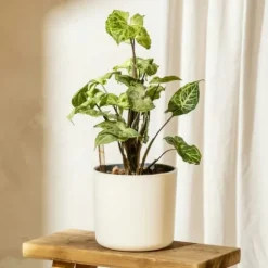 Gåsefod - Sæt med 2 - Syngonium podophyllum 'Pixie' - Højde 25-40cm - ⌀12cm