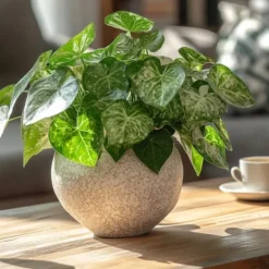 Gåsefod - Sæt med 2 - Syngonium podophyllum 'Pixie' - Højde 25-40cm - ⌀12cm