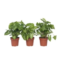 Gåsefod - Sæt med 3 - Syngonium podophyllum 'Pixie' - Højde 25-40cm - ⌀12cm