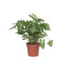Gåsefod - Syngonium podophyllum 'Pixie' - Højde 25-40cm - Pot 12cm