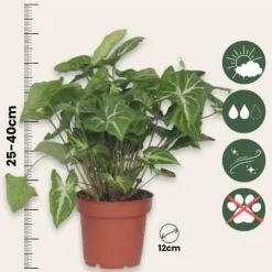 Gåsefod - Syngonium podophyllum 'Pixie' - Højde 25-40cm - Pot 12cm