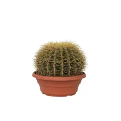 Guldkugle - Echinocactus grusonii - Højde 25-35cm - ⌀25cm