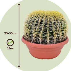 Guldkugle - Echinocactus grusonii - Højde 25-35cm - ⌀25cm