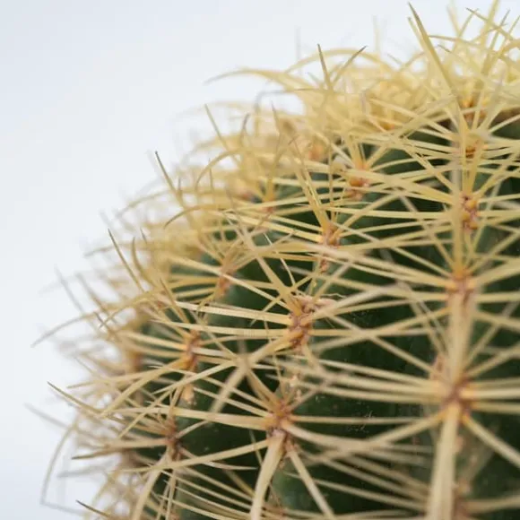 Guldkugle - Echinocactus grusonii - Højde 25-35cm - ⌀25cm