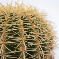 Guldkugle - Echinocactus grusonii - Højde 25-35cm - ⌀25cm