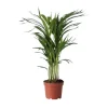Guldpalme - Dypsis lutescens - Højde 60-70cm - ⌀17cm