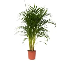 Guldpalme - Dypsis lutescens - Højde 100-120cm - ⌀21cm