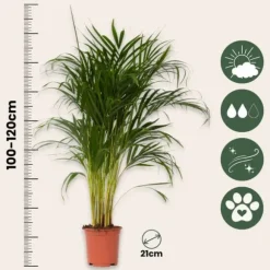 Guldpalme - Dypsis lutescens - Højde 100-120cm - ⌀21cm