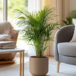 Guldpalme - Dypsis lutescens - Højde 100-120cm - ⌀21cm