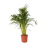 Guldpalme - Dypsis lutescens - Højde 140-150cm - ⌀27cm