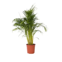 Guldpalme - Dypsis lutescens - Højde 140-150cm - ⌀27cm