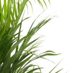 Guldpalme - Dypsis lutescens - Højde 140-150cm - ⌀27cm