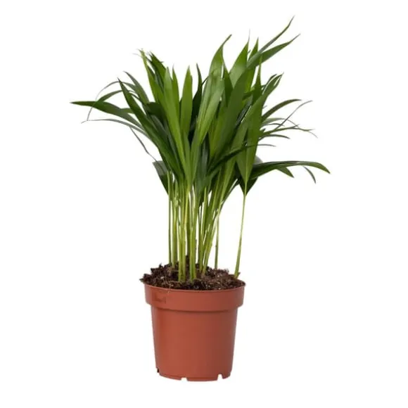 Guldpalme - Dypsis lutescens - Højde 30-45cm - Pot 12cm