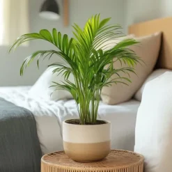 Guldpalme - Dypsis lutescens - Højde 30-45cm - Pot 12cm