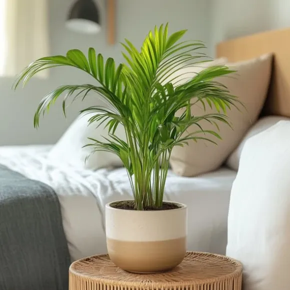 Guldpalme - Dypsis lutescens - Højde 30-45cm - Pot 12cm