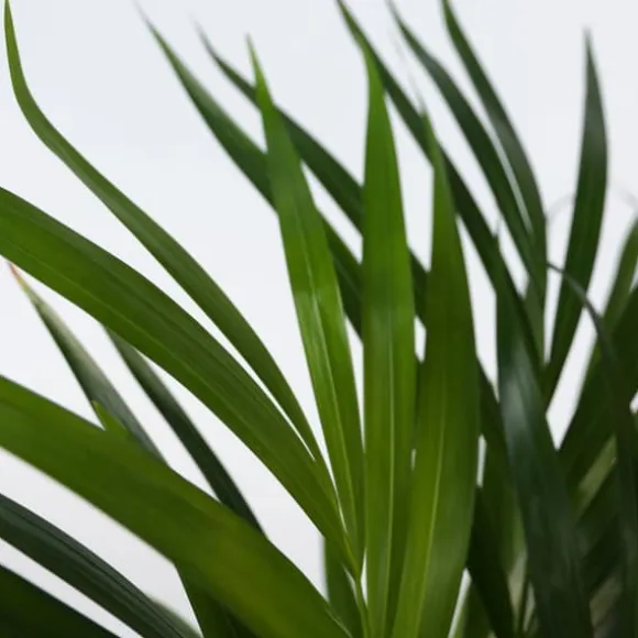 Guldpalme - Dypsis lutescens - Højde 30-45cm - Pot 12cm