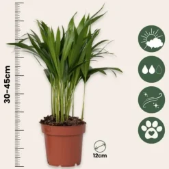 Guldpalme - Sæt med 3 - Dypsis lutescens - Højde 30-45cm - ⌀12cm
