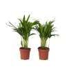 Guldpalme - Sæt med 2 - Dypsis lutescens - Højde 30-45cm - ⌀12cm