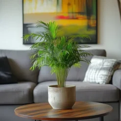 Guldpalme - Sæt med 2 - Dypsis lutescens - Højde 30-45cm - ⌀12cm
