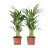 Guldpalme - Sæt med 4 - Dypsis lutescens - Højde 60-70cm - ⌀17cm
