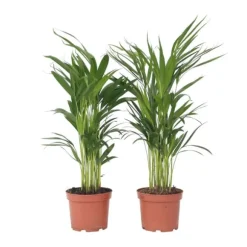 Guldpalme - Sæt med 4 - Dypsis lutescens - Højde 60-70cm - ⌀17cm