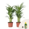 Guldpalme - Sæt med 2 - Dypsis lutescens - Højde 60-70cm - ⌀17cm