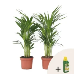 Guldpalme - Sæt med 2 - Dypsis lutescens - Højde 60-70cm - ⌀17cm