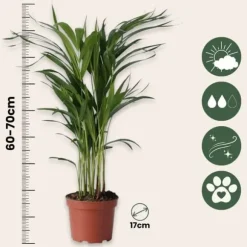 Guldpalme - Sæt med 2 - Dypsis lutescens - Højde 60-70cm - ⌀17cm