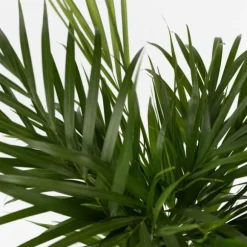 Guldpalme - Sæt med 2 - Dypsis lutescens - Højde 100-120cm - ⌀21cm