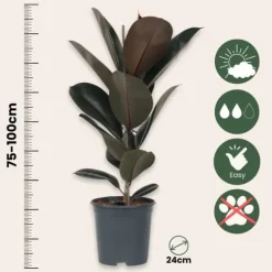 Gummitræ - Ficus Elastica 'Abidjan' - Højde 75-100cm - ⌀24cm