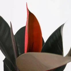 Gummitræ - Ficus Elastica 'Abidjan' - Højde 75-100cm - ⌀24cm