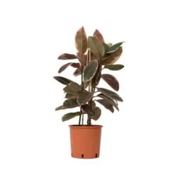 Gummitræ - Ficus Elastica 'Belize' - Højde 75-100cm - ⌀24cm