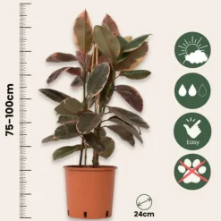 Gummitræ - Ficus Elastica 'Belize' - Højde 75-100cm - ⌀24cm