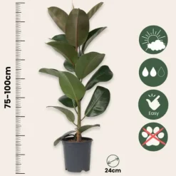Gummitræ - Ficus Elastica 'Robusta' - Højde 75-100cm - ⌀24cm