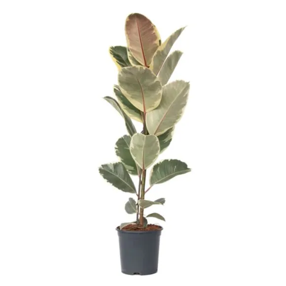 Gummitræ - Ficus Elastica 'Tineke' - Højde 75-100cm - ⌀24cm